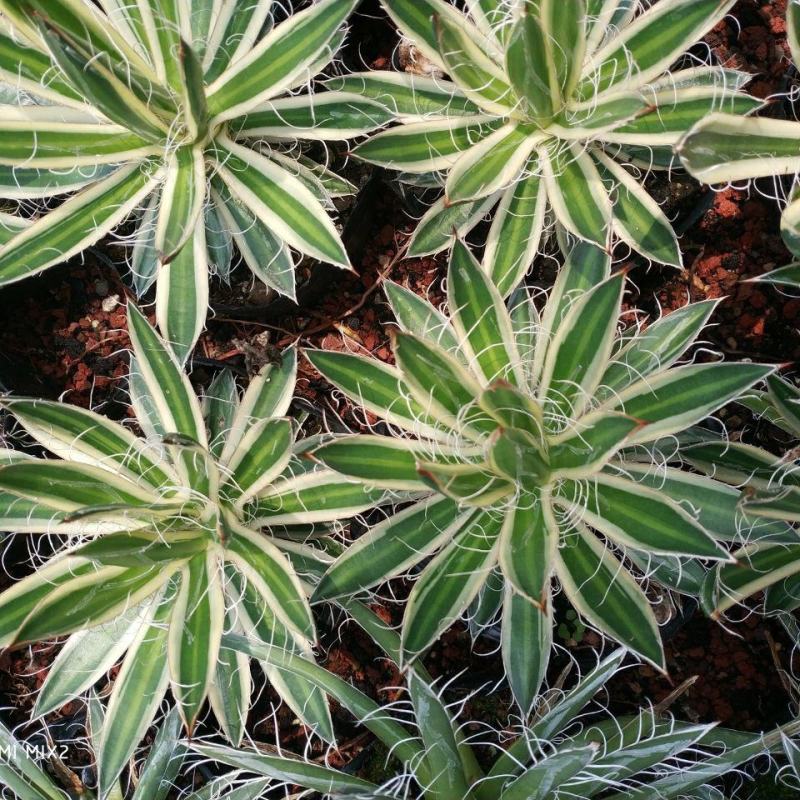 树冰霸气龙舌兰乱雪龙舌兰绿植沙漠景观植物多肉