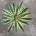 树冰霸气龙舌兰乱雪龙舌兰绿植沙漠景观植物多肉
