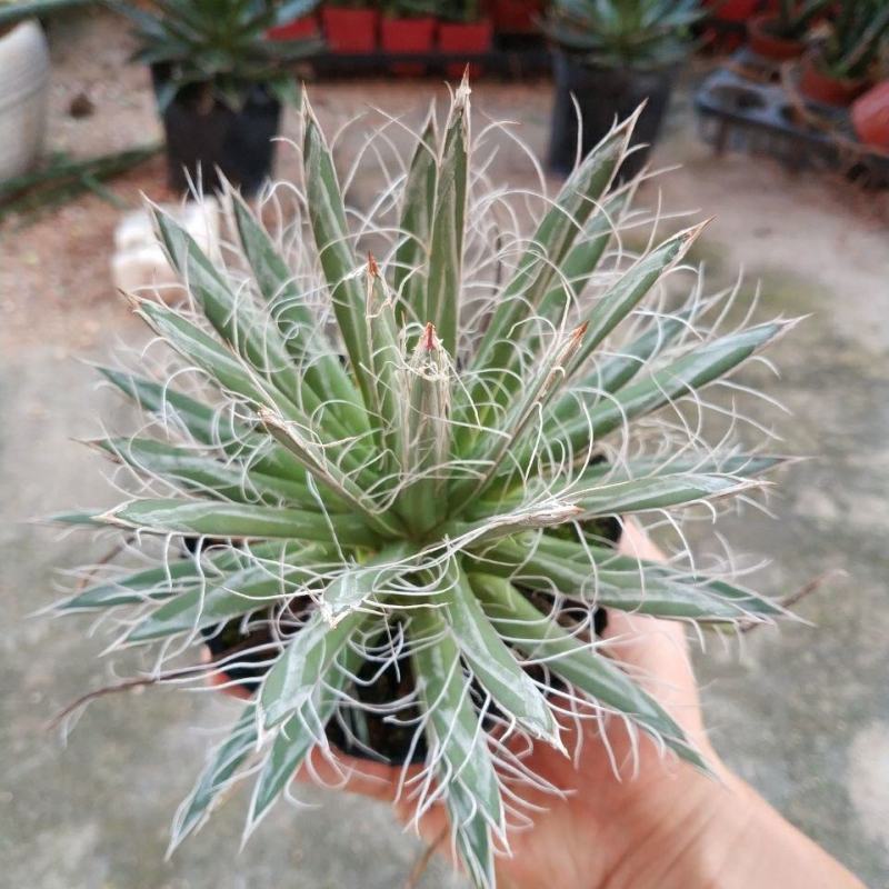 树冰霸气龙舌兰乱雪龙舌兰绿植沙漠景观植物多肉