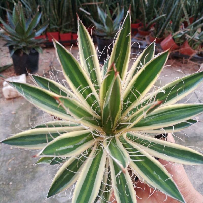 树冰霸气龙舌兰乱雪龙舌兰绿植沙漠景观植物多肉