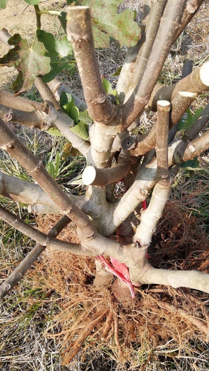 无花果树果苗阳台庭院矮化带土盆栽南方北方特大