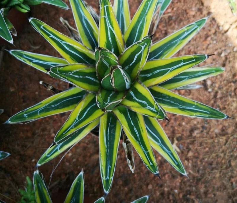 笹之雪锦世之雪锦龙舌兰稀有仙人球庭院绿植盆栽多肉植物