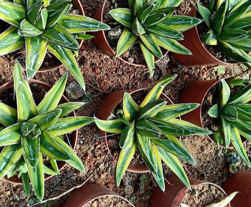 笹之雪锦世之雪锦龙舌兰稀有仙人球庭院绿植盆栽多肉植物