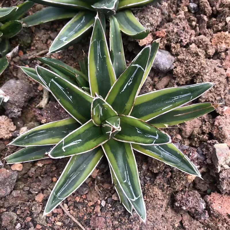 笹之雪锦世之雪锦龙舌兰稀有仙人球庭院绿植盆栽多肉植物