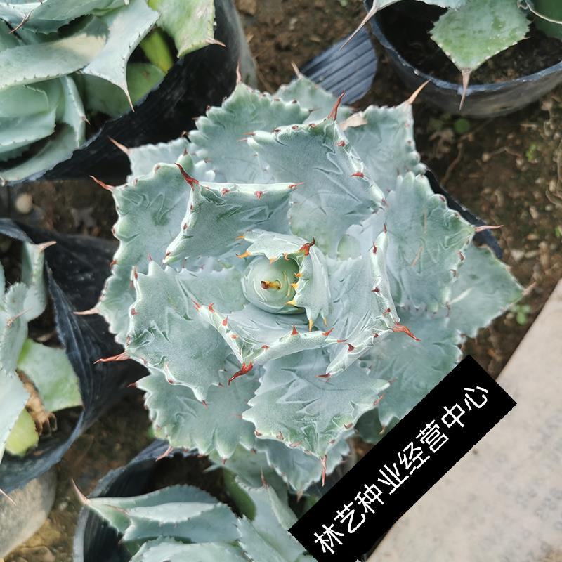 甲蟹龙舌兰大型硬叶多肉植物l好养度夏盆栽花卉窗台趣味老桩