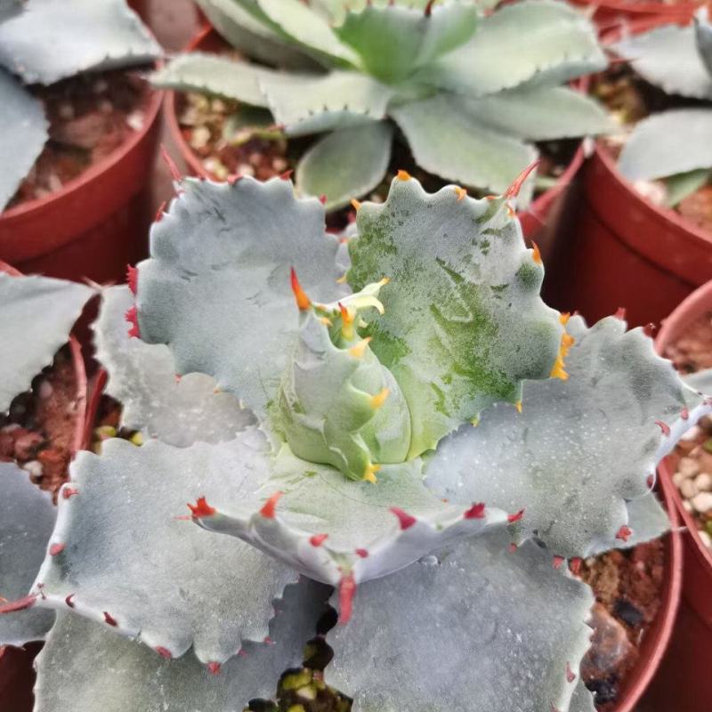 甲蟹龙舌兰大型硬叶多肉植物l好养度夏盆栽花卉窗台趣味老桩