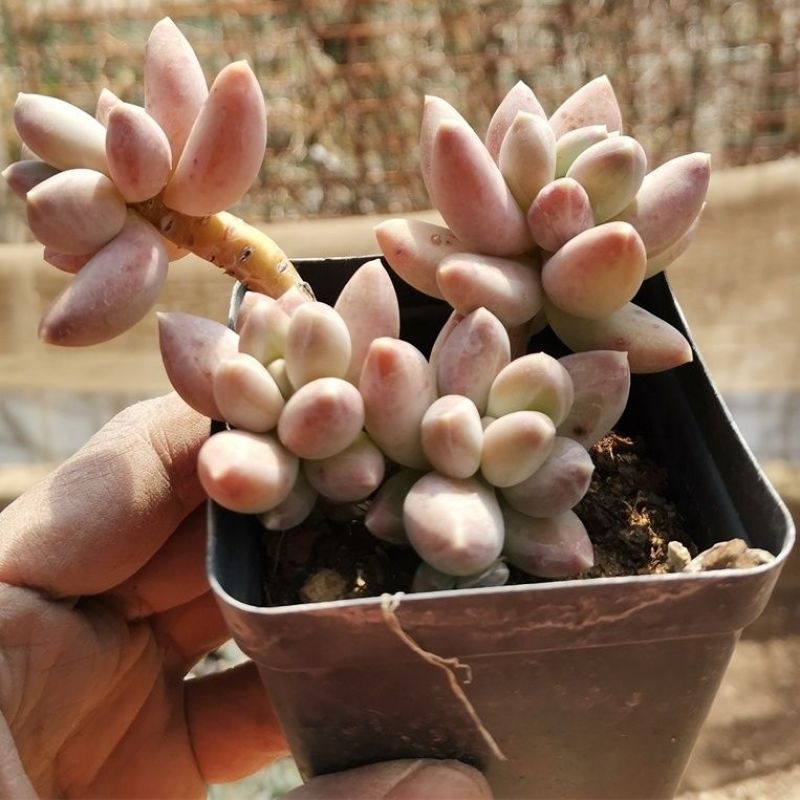 象牙多肉植物老桩冬云玉珠黄金象牙基地直销稀有贵货精品