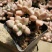 象牙多肉植物老桩冬云玉珠黄金象牙基地直销稀有贵货精品