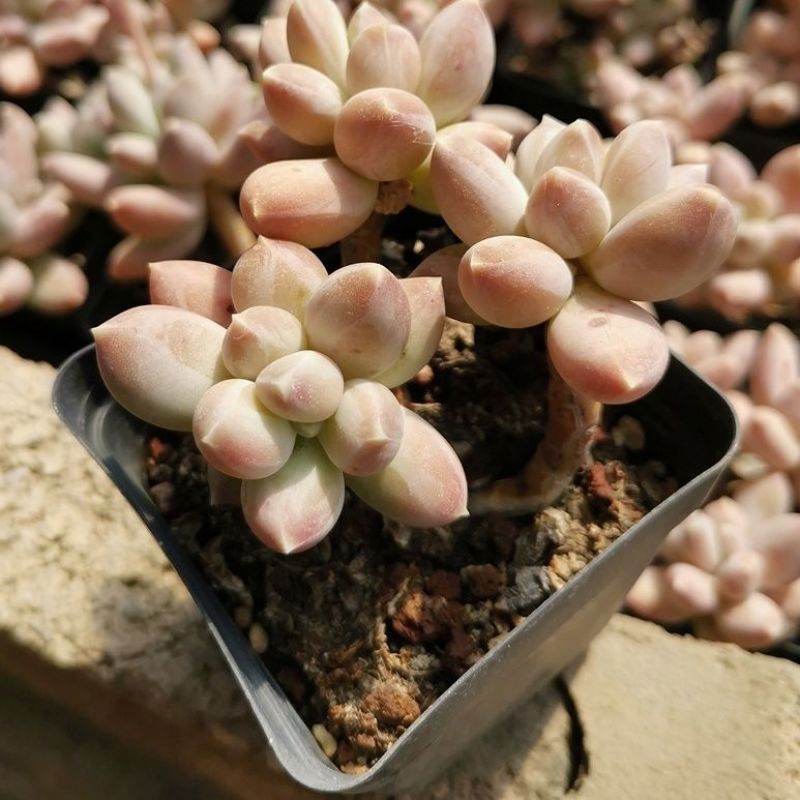 象牙多肉植物老桩冬云玉珠黄金象牙基地直销稀有贵货精品