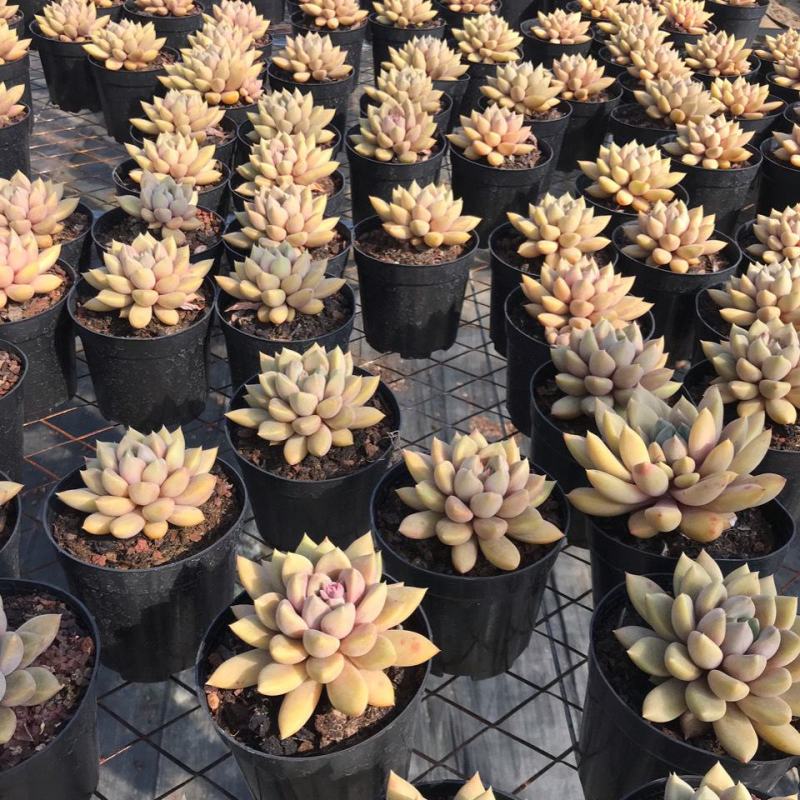 象牙多肉植物老桩冬云玉珠黄金象牙基地直销稀有贵货精品