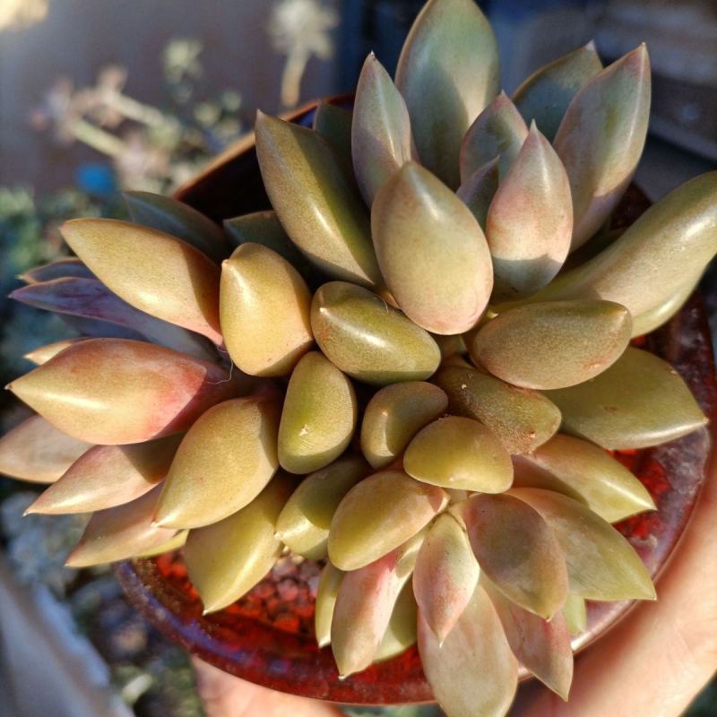 象牙多肉植物老桩冬云玉珠黄金象牙基地直销稀有贵货精品