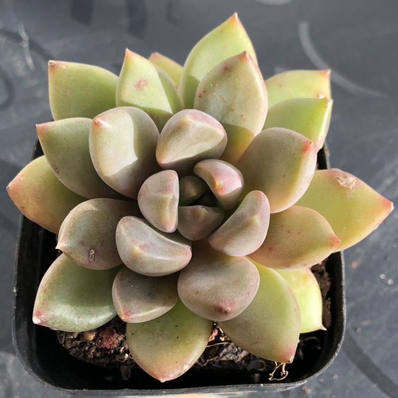 象牙多肉植物老桩冬云玉珠黄金象牙基地直销稀有贵货精品
