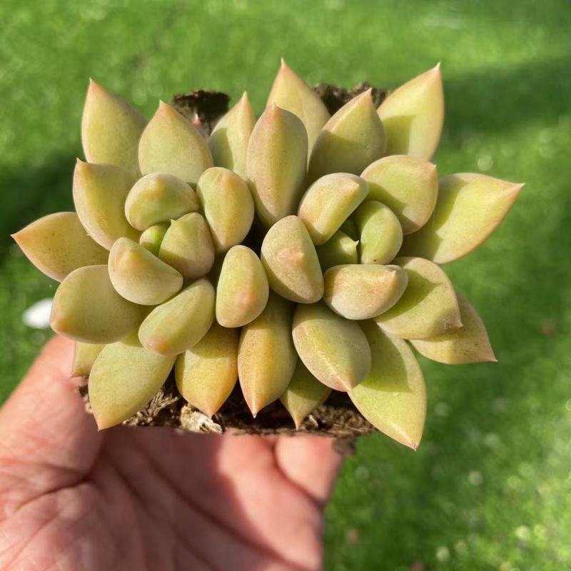 象牙多肉植物老桩冬云玉珠黄金象牙基地直销稀有贵货精品