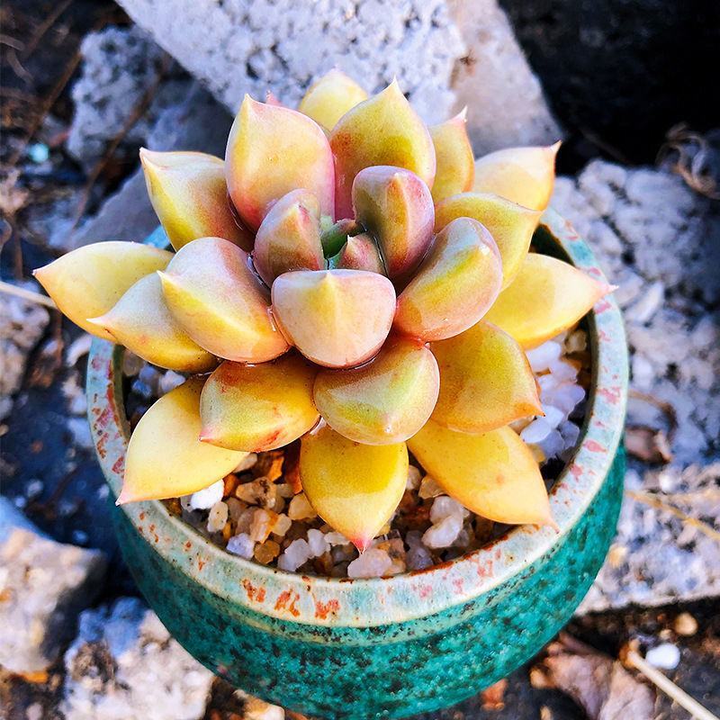象牙多肉植物老桩冬云玉珠黄金象牙基地直销稀有贵货精品