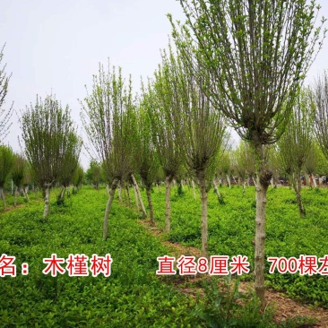 木槿花树