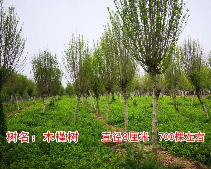 木槿花树