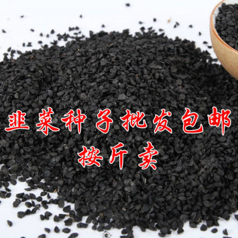 常丰791韭菜种子四季可播细叶韭菜籽蔬菜种子阳台盆栽室内
