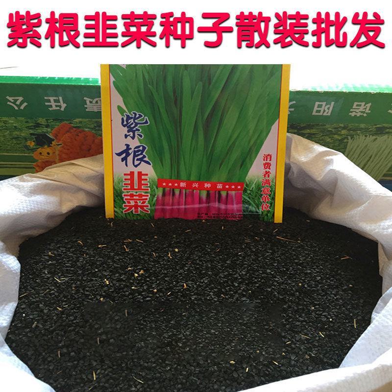 常丰791韭菜种子四季可播细叶韭菜籽蔬菜种子阳台盆栽室内