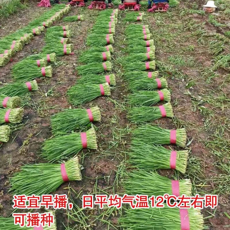 常丰791韭菜种子四季可播细叶韭菜籽蔬菜种子阳台盆栽室内