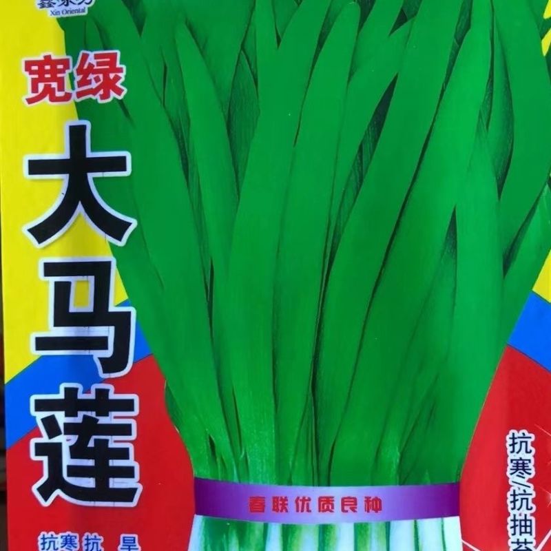 常丰791韭菜种子四季可播细叶韭菜籽蔬菜种子阳台盆栽室内