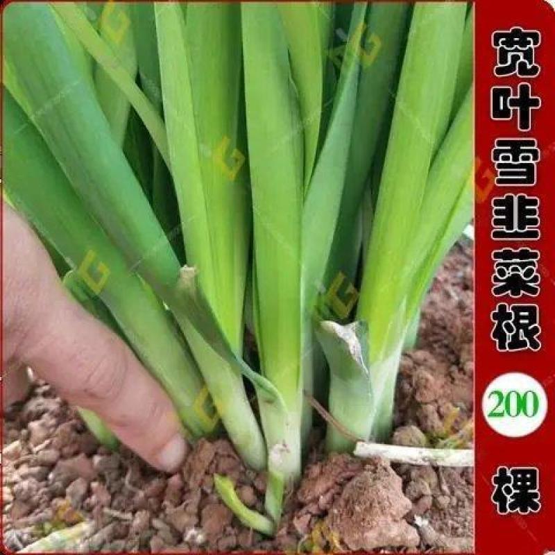 常丰791韭菜种子四季可播细叶韭菜籽蔬菜种子阳台盆栽室内