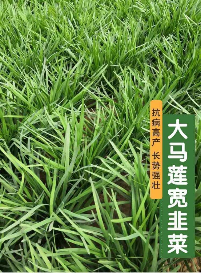 常丰791韭菜种子四季可播细叶韭菜籽蔬菜种子阳台盆栽室内