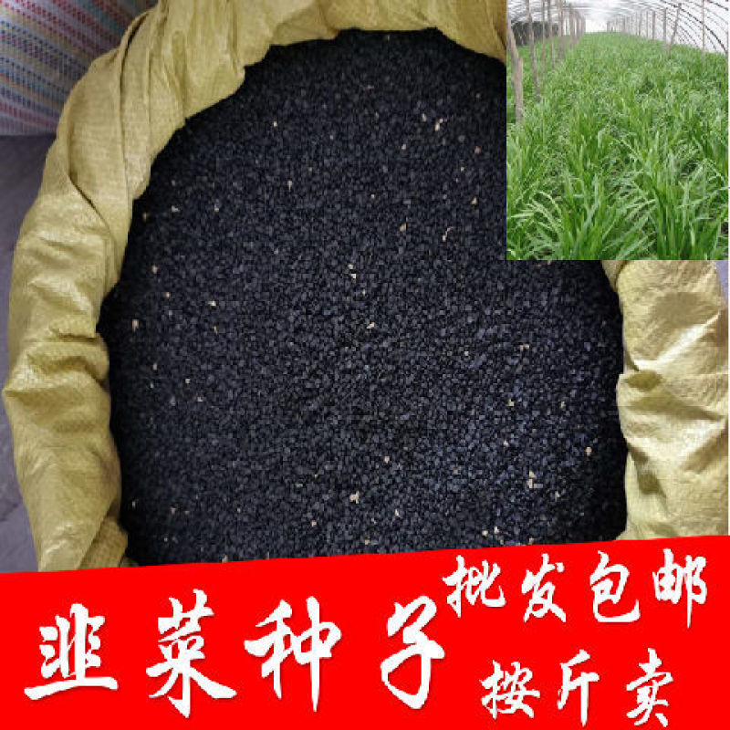 常丰791韭菜种子四季可播细叶韭菜籽蔬菜种子阳台盆栽室内