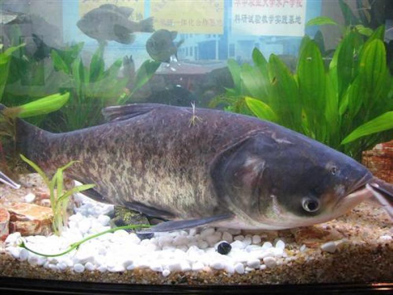 鱼苗批发鱼苗价格淡水鱼批发价格