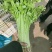 精品.香芹