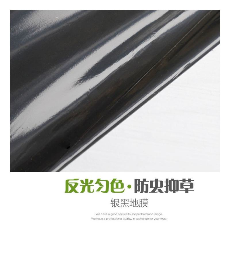 客户订辣椒银地膜拉力强适合所有苗子，朝天椒开始销售了…