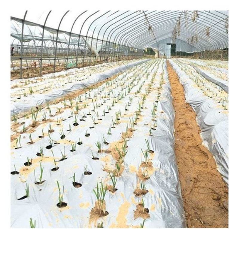 客户订辣椒银地膜拉力强适合所有苗子，朝天椒开始销售了…