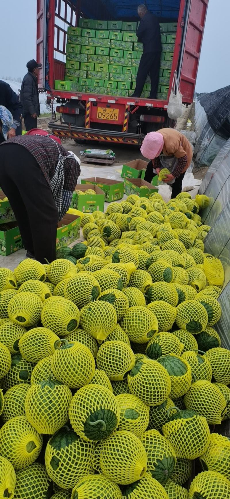 江苏东台，农友特小凤，万亩特小凤已上市，欢迎来电咨询