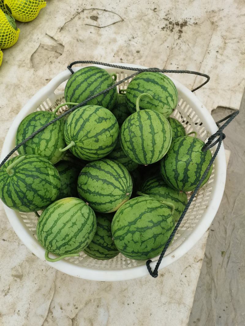 江苏东台，农友特小凤，万亩特小凤已上市，欢迎来电咨询