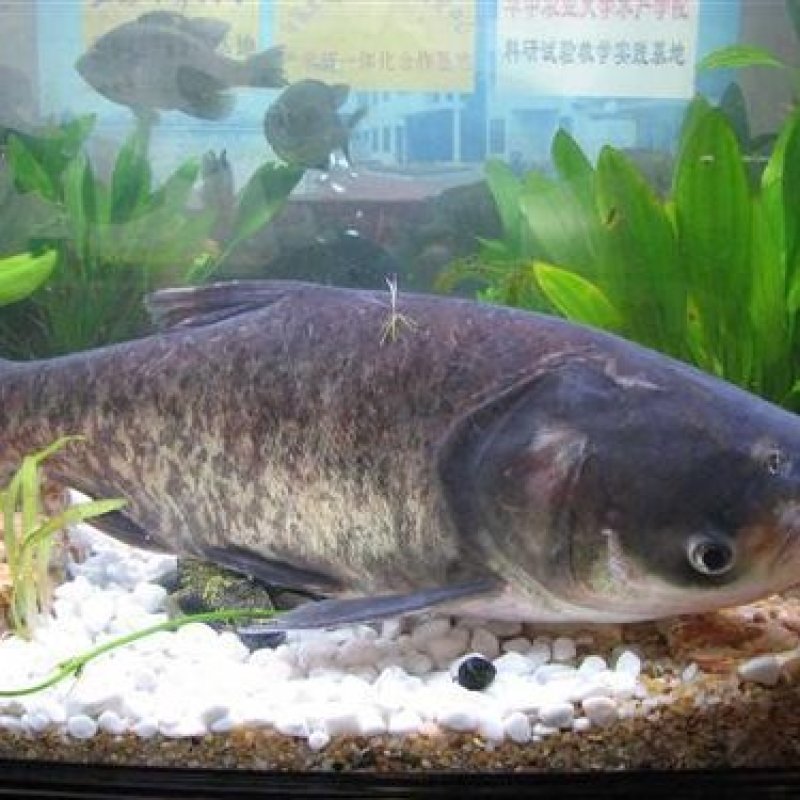 鱼苗批发鱼苗价格淡水鱼批发价格