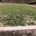 50亩菠菜