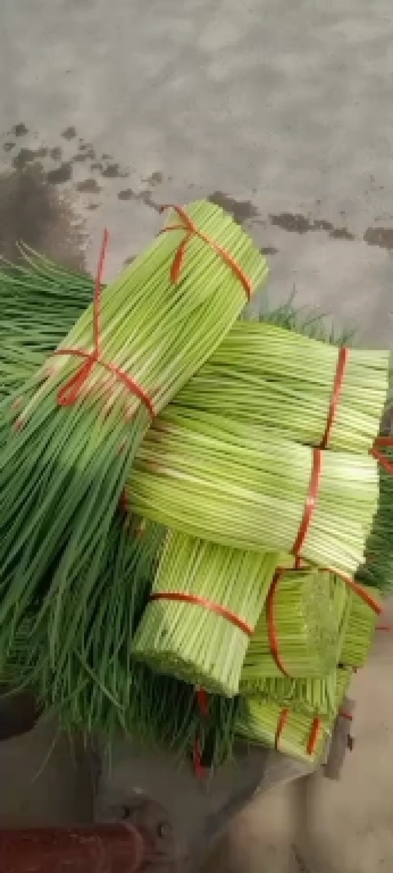 中牟早熟红帽蒜薹大量上市中，红帽，长度60公分左右。