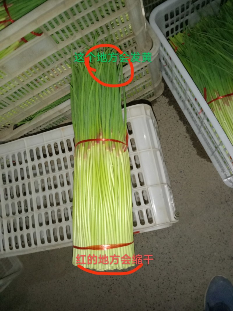 中牟早熟红帽蒜薹大量上市中，红帽，长度60公分左右。