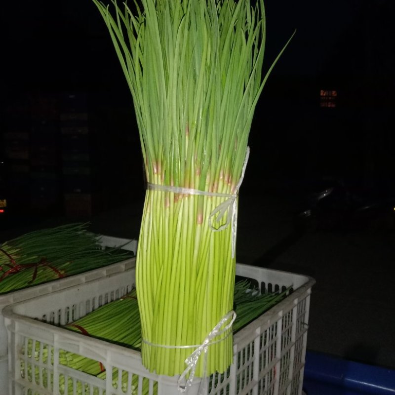 中牟早熟红帽蒜薹大量上市中，红帽，长度60公分左右。