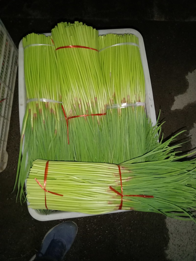 中牟早熟红帽蒜薹大量上市中，红帽，长度60公分左右。