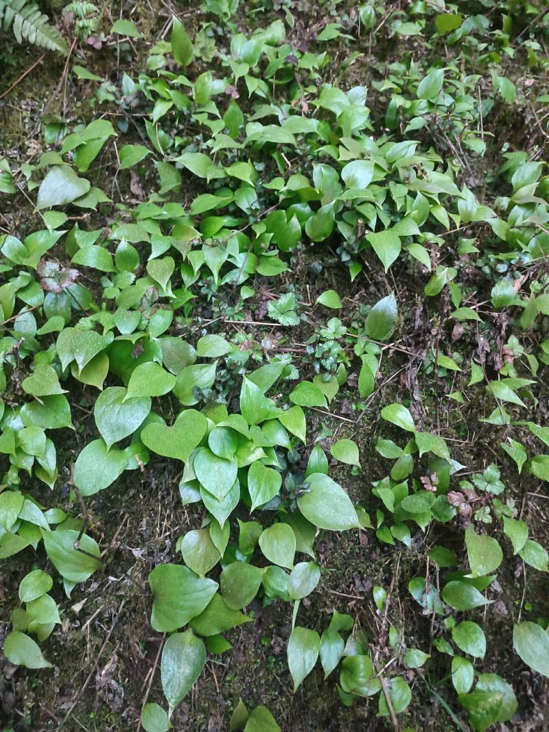 荞麦叶大百合打粉成品，种子育苗，大块茎种球，小块茎种球种