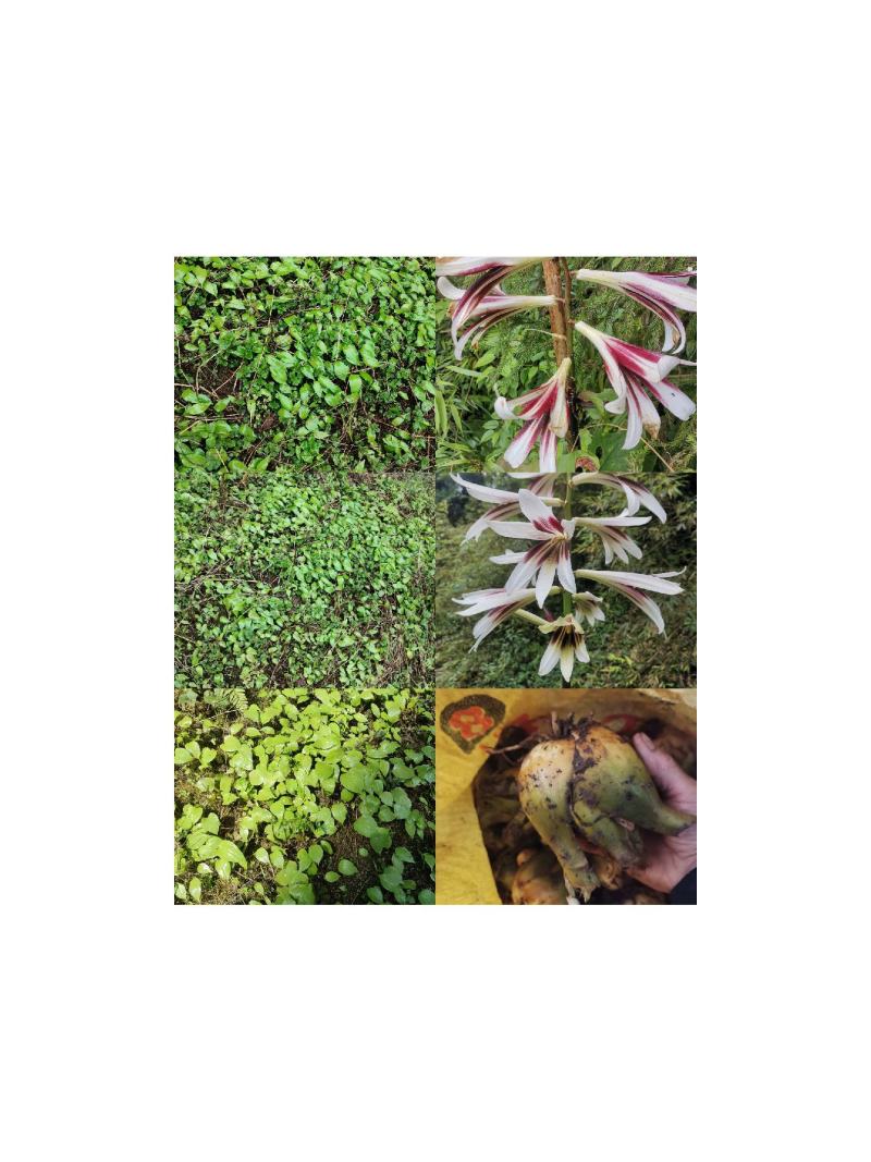 荞麦叶大百合打粉成品，种子育苗，大块茎种球，小块茎种球种