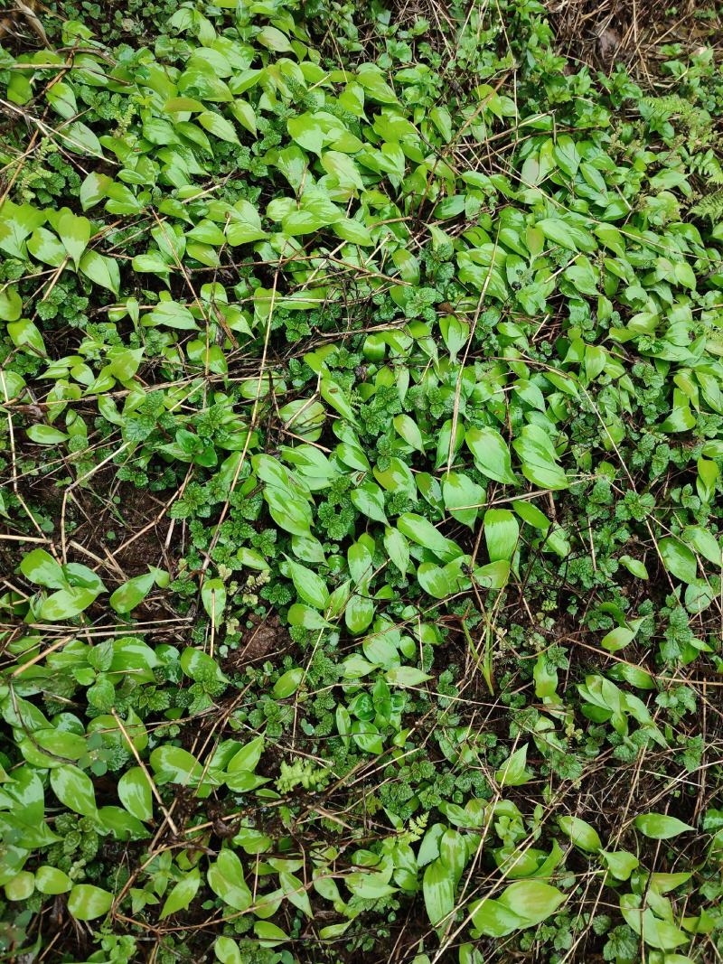 荞麦叶大百合打粉成品，种子育苗，大块茎种球，小块茎种球种