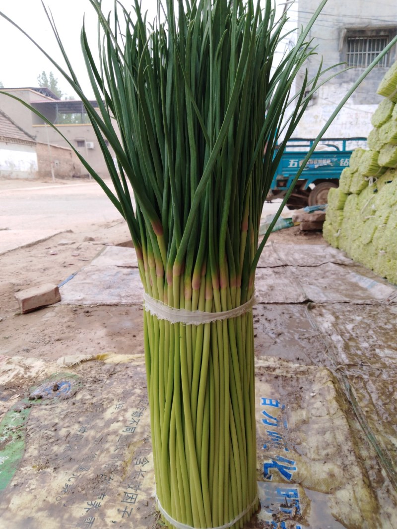 开封蒜苔红帽蒜苔，货源充足，产地现货，量大从优