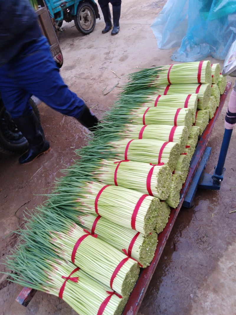 开封蒜苔红帽蒜苔，货源充足，产地现货，量大从优