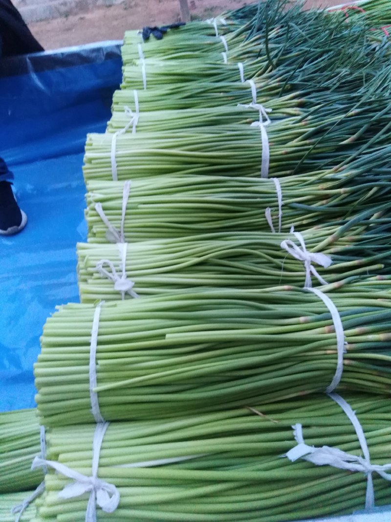 开封蒜苔红帽蒜苔，货源充足，产地现货，量大从优