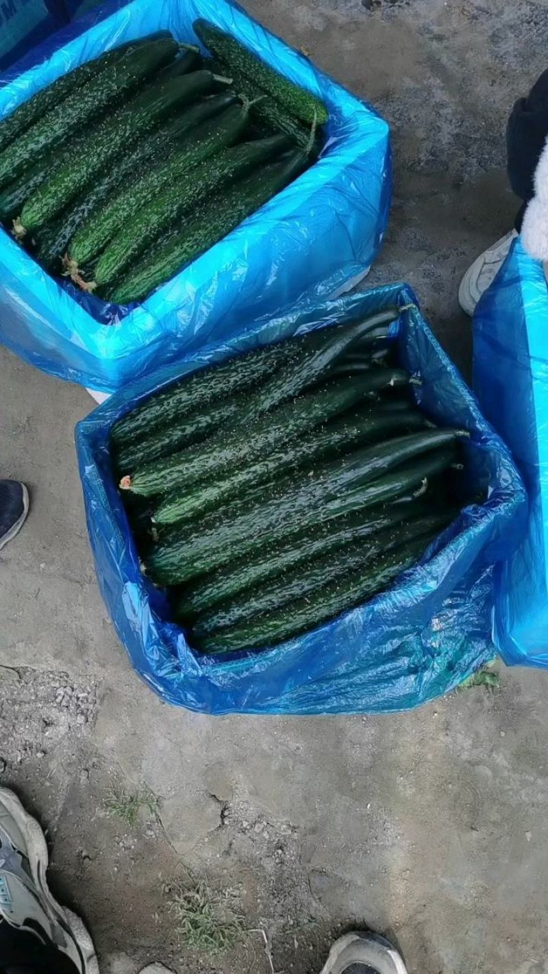 黑油黄瓜密刺黄瓜