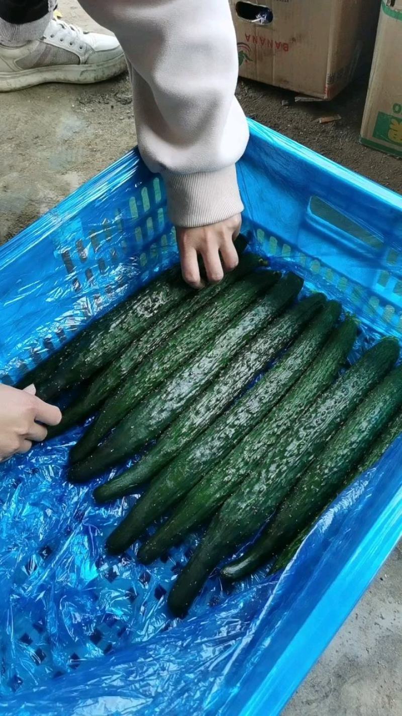 黑油黄瓜密刺黄瓜
