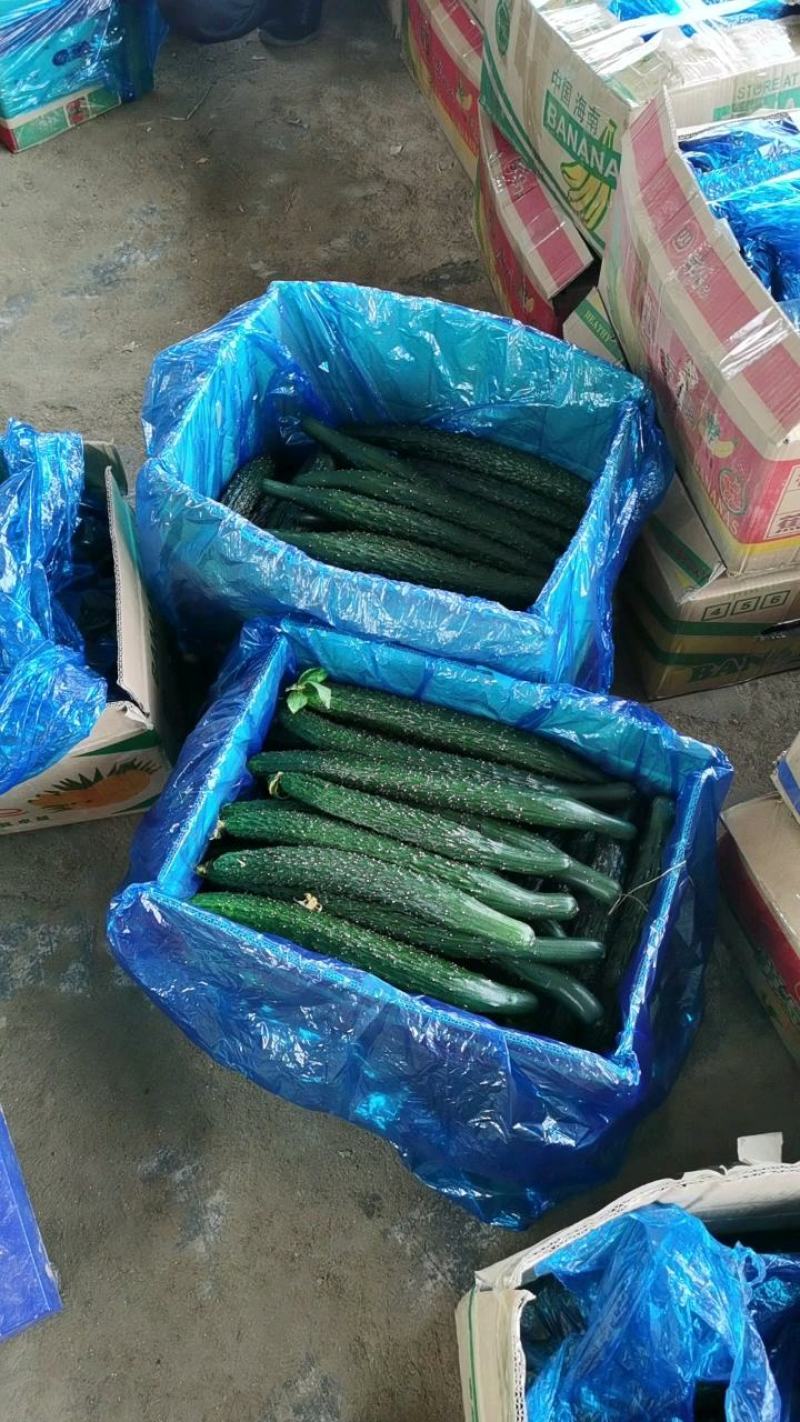 黑油黄瓜密刺黄瓜