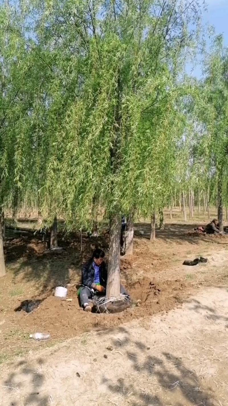 青皮柳树