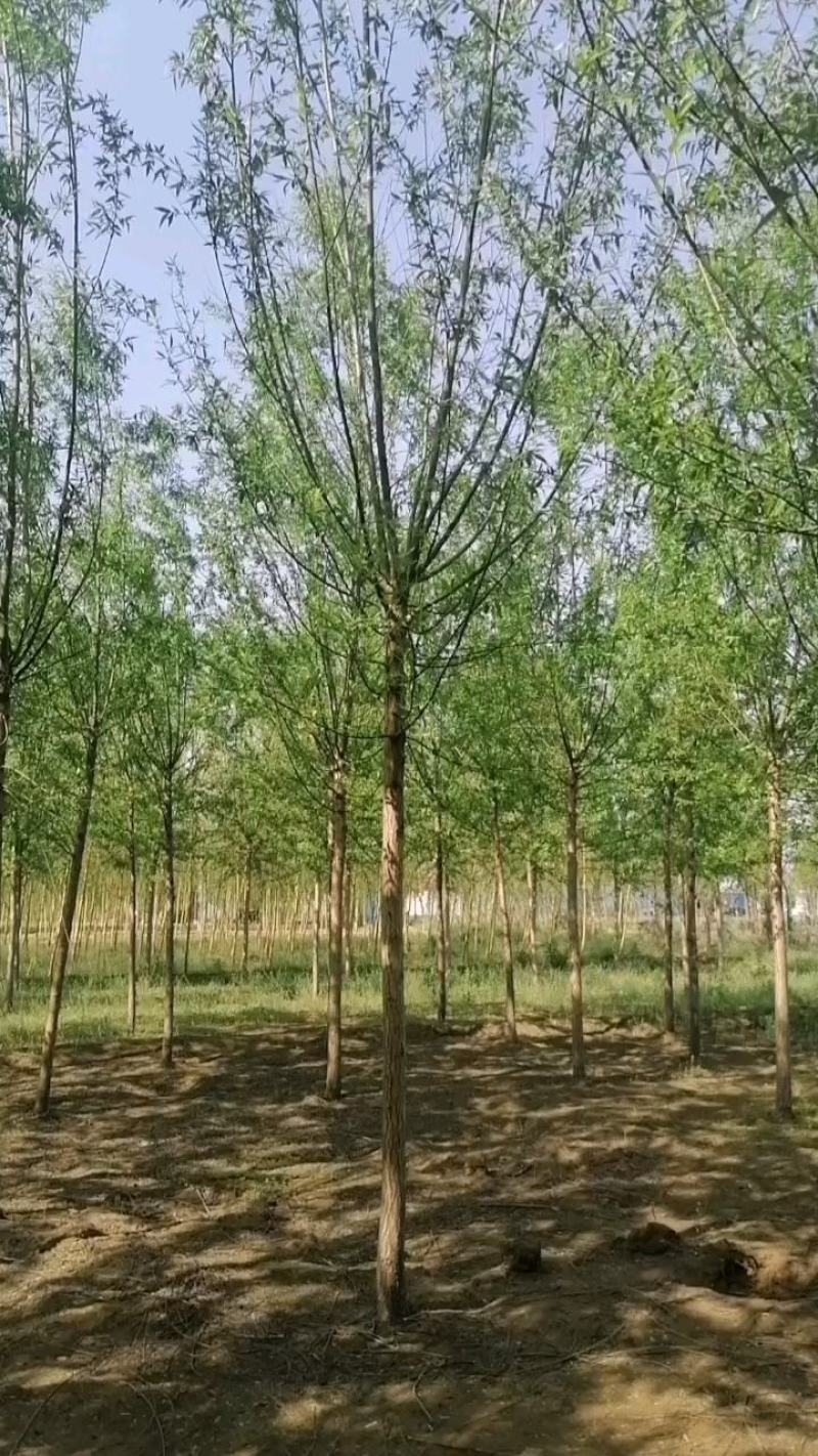 青皮柳树